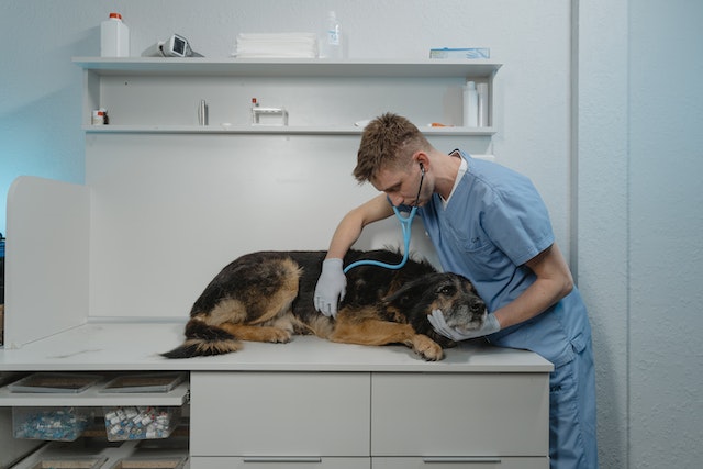 The Benefits of Regular Checkups at an Animal Clinic