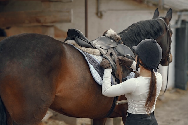 The Basics of Saddle Breaking a Horse - A Step-By-Step Guide