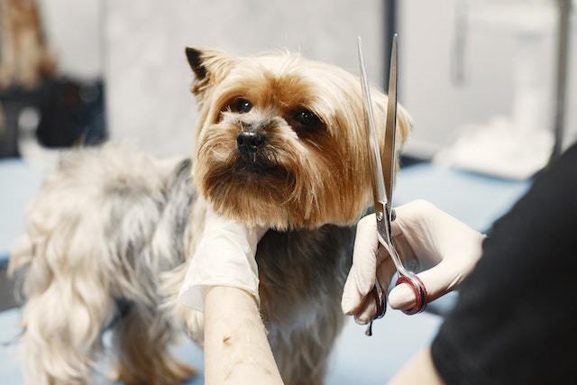 The Benefits of Professional Dog Grooming
