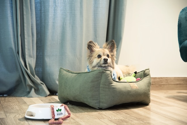 A Comprehensive Guide to Finding the Best Dog Hotel in Denver